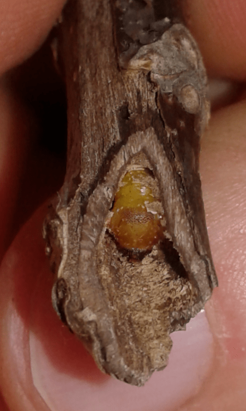 Larve di Cerambycidae ?  S,  di Oberea linearis